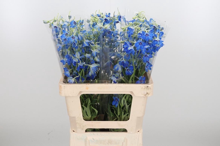 <h4>Delphinium Be Volkerfrieden</h4>