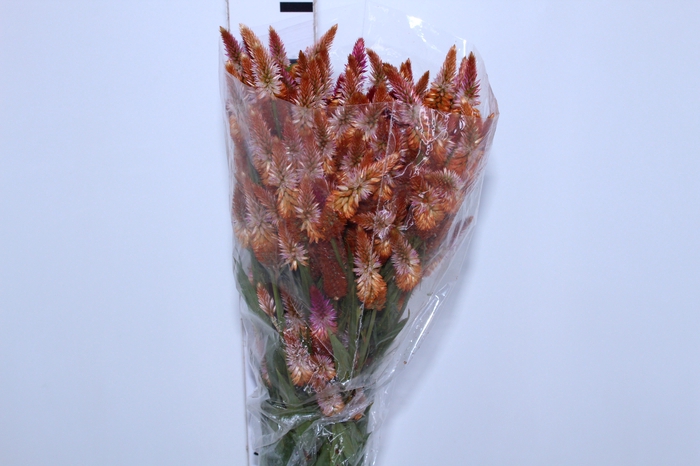 <h4>CELOSIA RABO DE GATO LARANJA</h4>