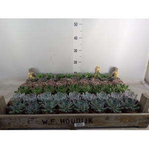 Echeveria   ...