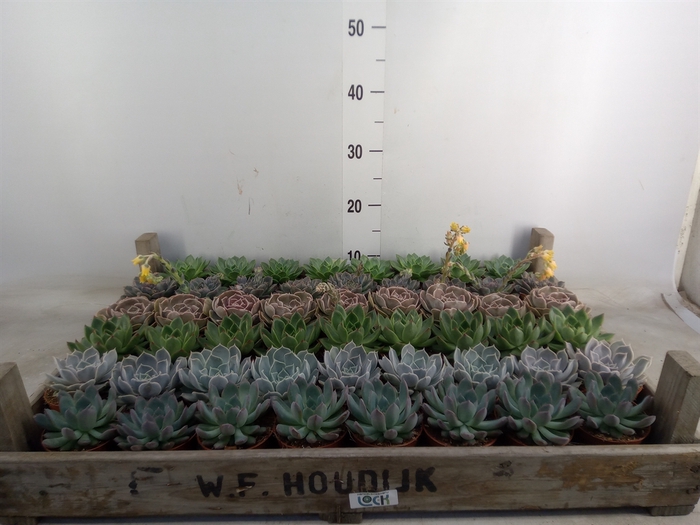 <h4>Echeveria   ...</h4>