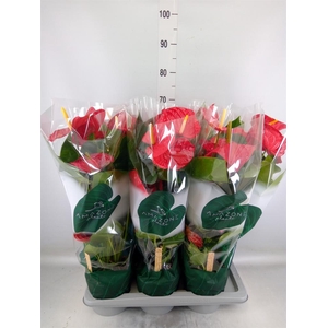 Anthurium andr. 'Oregon'