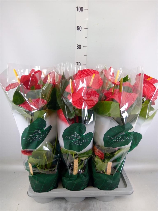 <h4>Anthurium andr. 'Oregon'</h4>