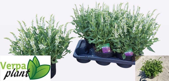 <h4>SALVIA NE SCHNEEHUGE</h4>