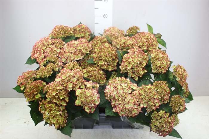 <h4>Hydrangea Hi Moon 5-6</h4>