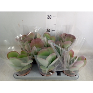 Kalanchoe NF thyrsiflora 'Red Lips'