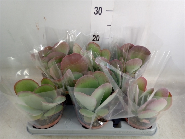 <h4>Kalanchoe NF thyrsiflora 'Red Lips'</h4>