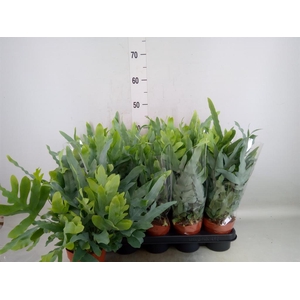 Phlebodium aureum 'Blue Star'