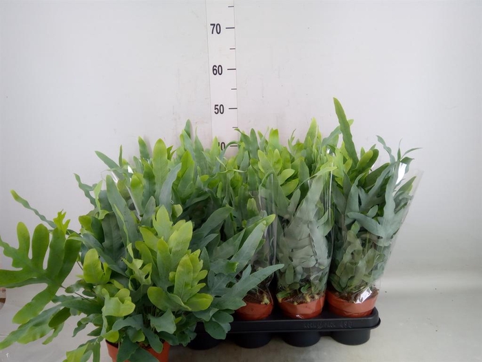 <h4>Phlebodium aureum 'Blue Star'</h4>