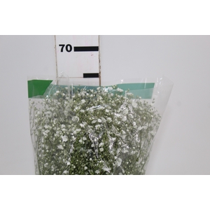 GYPSOPHILA DYNAMIC LOVE 070 CM