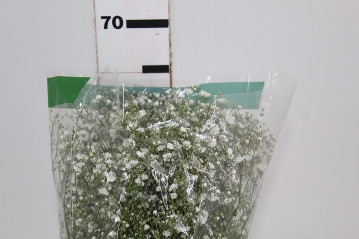 <h4>GYPSOPHILA DYNAMIC LOVE 070 CM</h4>