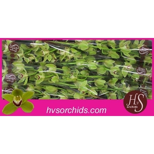 CYMB T FOREST K. MADRID 80 CM