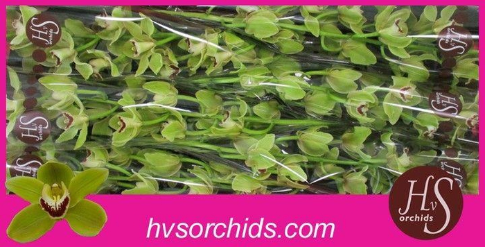 <h4>CYMB T FOREST K. MADRID 80 CM</h4>