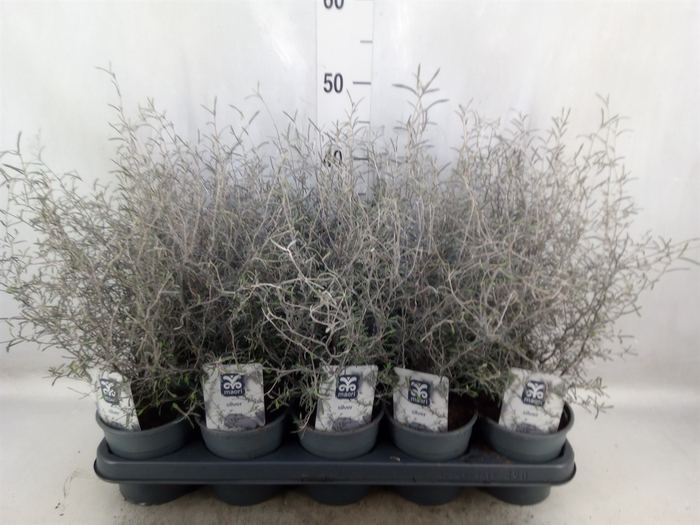 <h4>Corokia virgata 'Maori Silver'</h4>