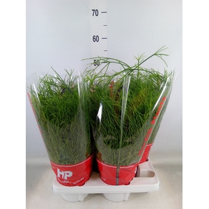 Rhipsalis baccifera 'Oasis'