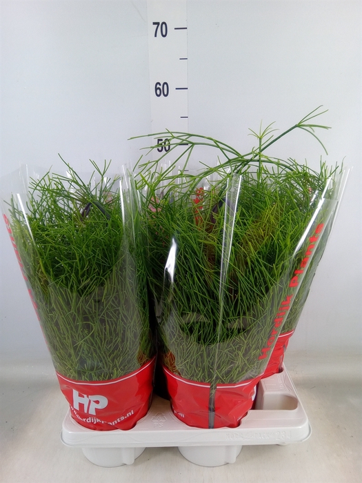 <h4>Rhipsalis baccifera 'Oasis'</h4>
