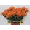 Nutans Ayoba Mandarin Zest