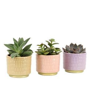 7502522: Solutionss Contradiction Succulenten
