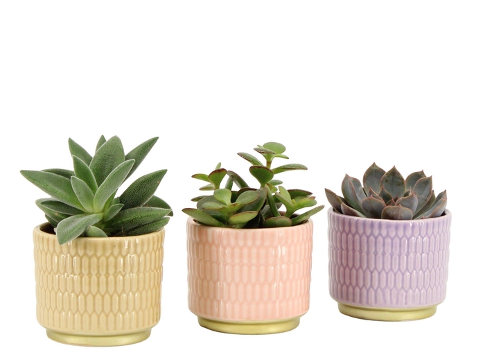 <h4>7502522: Solutionss Contradiction Succulenten</h4>