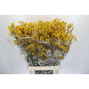 Anigozanthos Skippy Midday