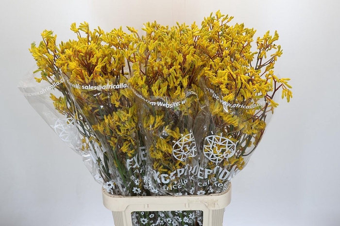 <h4>Anigozanthos Skippy Midday</h4>