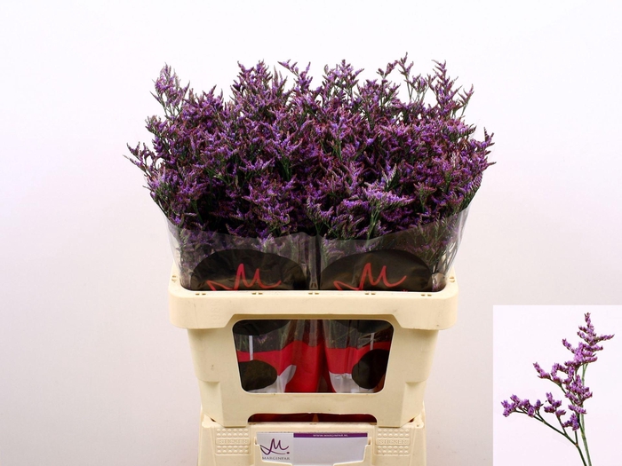 <h4>LIMONIUM SAFORA DARK BLUE 15GR</h4>