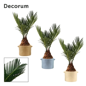 Cycas Revoluta 6 cm Decorum, 3+ veren in Charlotte (Nature world