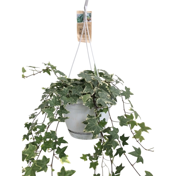 <h4>Hedera helix witbont - hangpot wit / basic</h4>