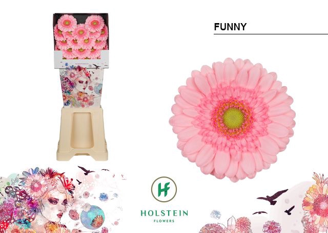 <h4>Germini Funny Diamond</h4>