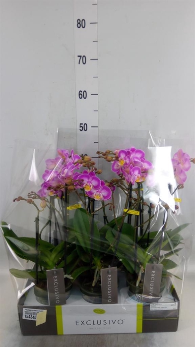 <h4>Phalaenopsis multi.   ...rose</h4>