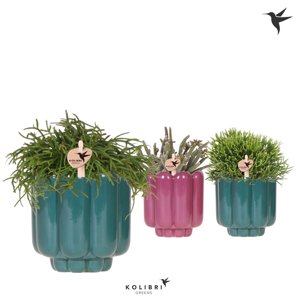<h4>Kolibri Greens Rhipsalis mix in Retro pot green mix</h4>