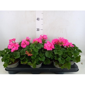 Pelargonium zona. 'Tosca Bernd'