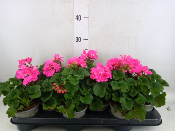 <h4>Pelargonium zona. 'Tosca Bernd'</h4>