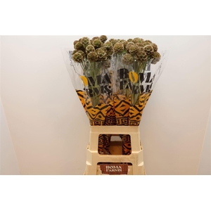 SCABIOSA STELLATA ZD