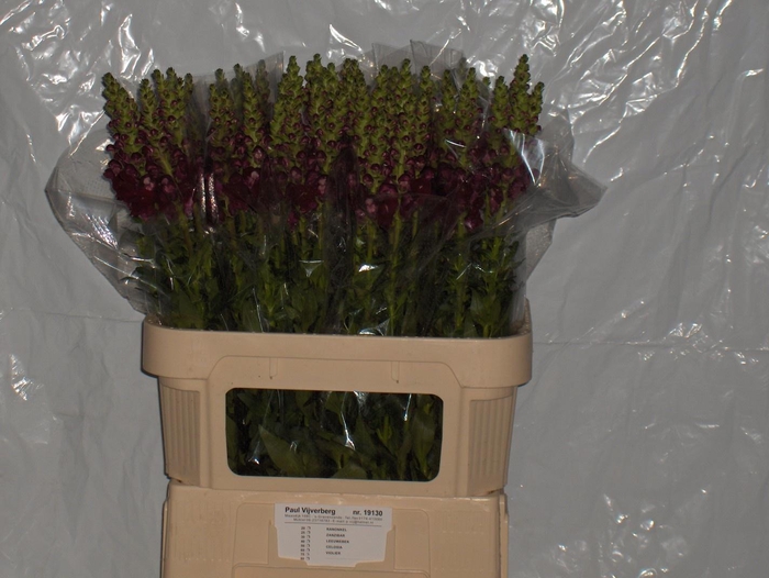 <h4>ANTIR COOL CRIMSON</h4>