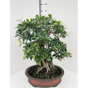 Ficus retusa, pot 50cm. Height 85cm.( single item)