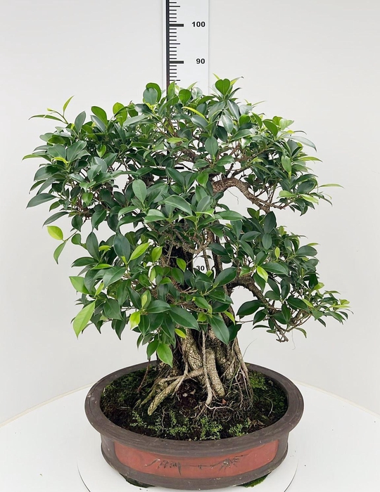 <h4>Ficus retusa, pot 50cm. Height 85cm.( single item)</h4>