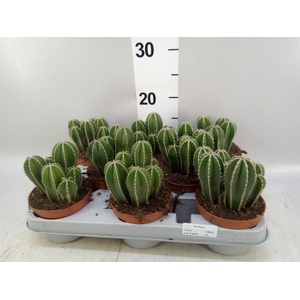Cereus   ...