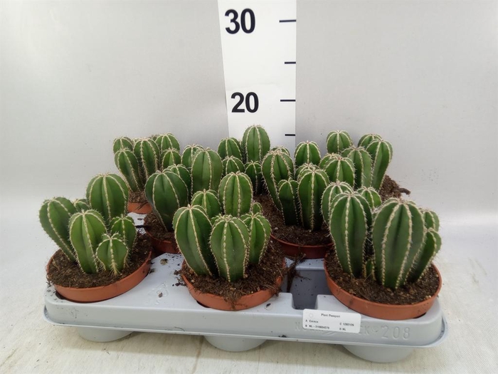 <h4>Cereus ...</h4>