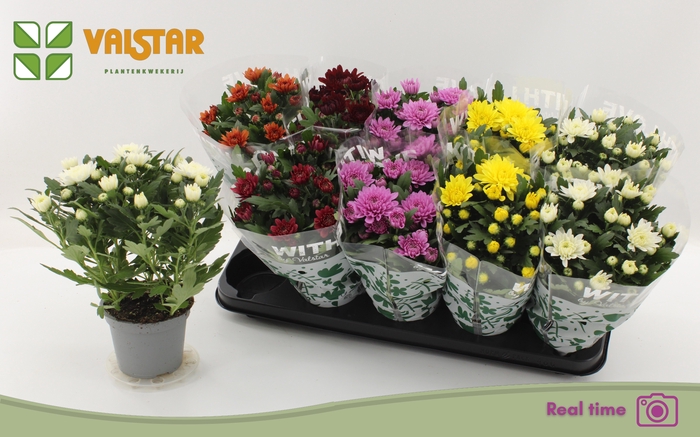 <h4>CHRYS GEM 6 KL</h4>