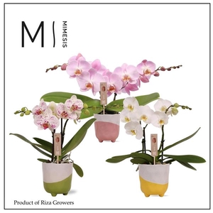 Mimesis Phal. Spirit Mix - 2 spike 12cm in Gabby Mix Ceramic