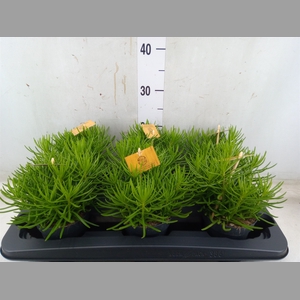 Senecio archeri 'Himalaya'
