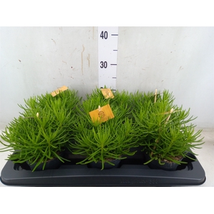 Senecio archeri 'Himalaya'