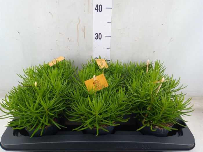 <h4>Senecio archeri 'Himalaya'</h4>