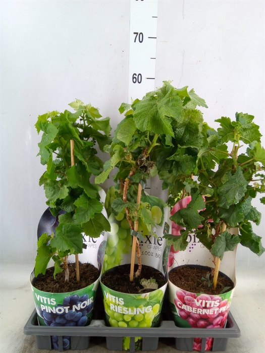 <h4>Vitis vinifera</h4>