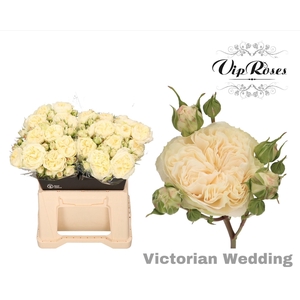 R TR VICTOR WEDDING+