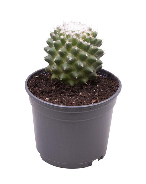 <h4>CACTACEAE P9 MAMMILLARIA</h4>