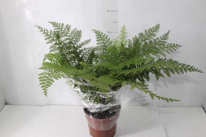 <h4>ASPLENIUM PARVATI P17</h4>