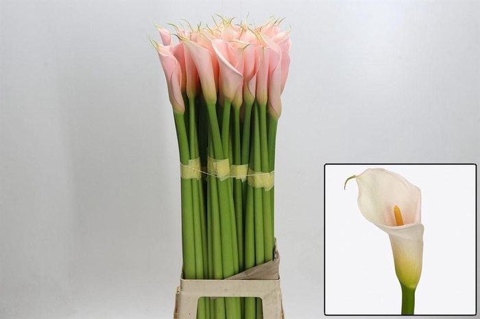 <h4>Zant Ae Eyd Salmon</h4>