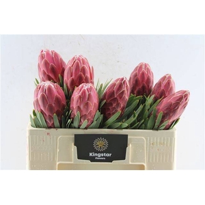 PROTEA VENUS