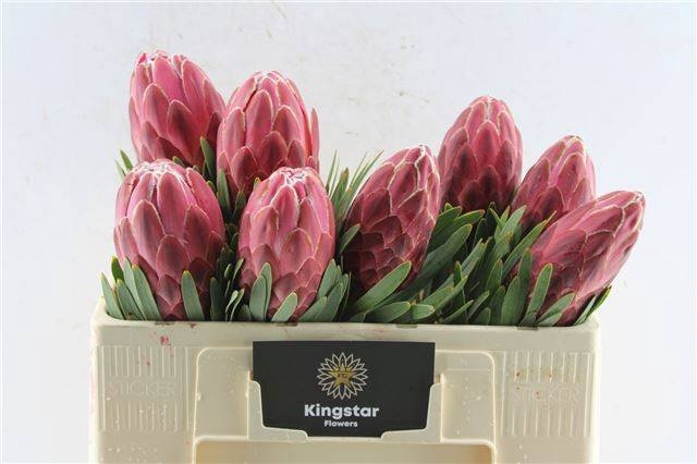 <h4>PROTEA VENUS</h4>